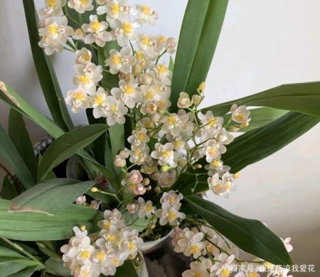 有种兰花叫 文心兰 花朵犹如彩蝶 寓意好 室内养最佳 有种兰花叫 文心兰 花朵犹如彩蝶 寓意好 室内养最佳