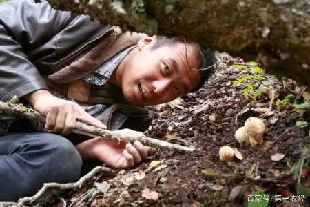 出口国外的高端美食 营养价值还不如牛肚菌 松茸为何能卖天价 出口国外的高端美食 营养价值还不如牛肚菌 松茸为何能卖天价