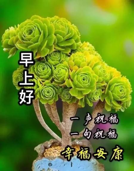 适合早晨群发的早上好祝福短信语录，很漂亮的早安问候表情图片