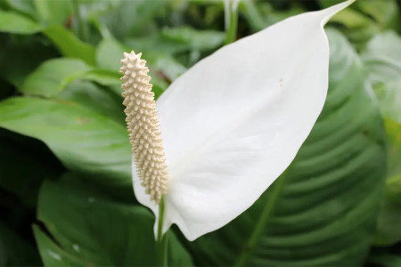 清新淡雅的白鶴芋,花如小帆船