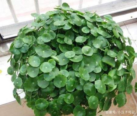 水培植物用什么肥料 慎用 2种肥料 很难吸收 还可能烧根 水培植物用什么肥料 慎用 2种肥料 很难吸收 还可能烧根