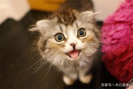 全价猫粮是什么意思？什么猫粮性价比高？-幼猫吃全猫粮好还是幼猫粮好