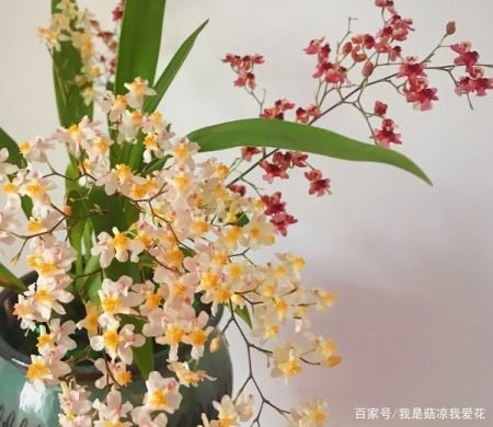 有种兰花叫 文心兰 花朵犹如彩蝶 寓意好 室内养最佳 有种兰花叫 文心兰 花朵犹如彩蝶 寓意好 室内养最佳