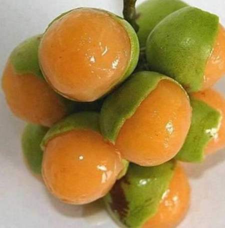 guinep 这个水果,是牙买加的一种水果,中文名字叫什么,其实我也不知道