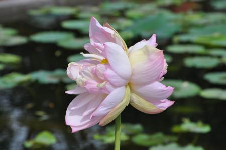 蓮花池公園一週內發現4株並蒂蓮,預計花期3天