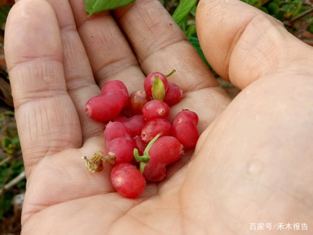 兒時當零食吃的野果,如今40元一斤成高鈣果,卻少有農民種植