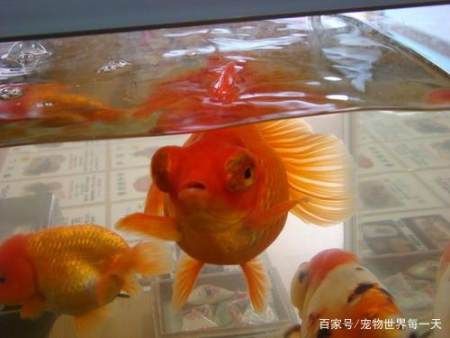 出目金和蝶尾属于琉金型