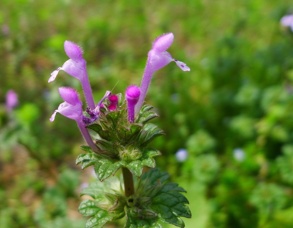 它可是"杂草"中的佼佼者,可药食两用,观赏性高,遇到要珍惜
