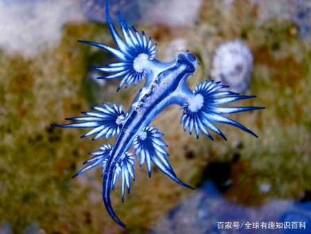 atlanticus),也叫蓝龙,蓝天使,蓝海燕,蓑海牛等,是一种蓝色