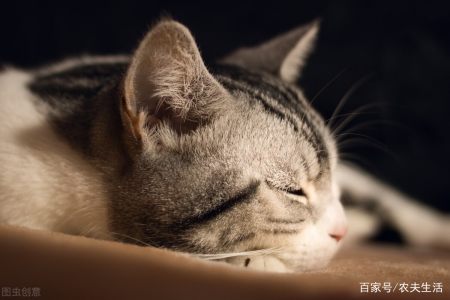 主人养了十八年的猫将要离世 主人陪伴告别 猫咪的举动令人震惊 主人养了十八年的猫将要离世 主人陪伴告别 猫咪的举动令人震惊