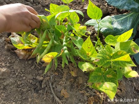 豆角苗一窩種幾棵好?