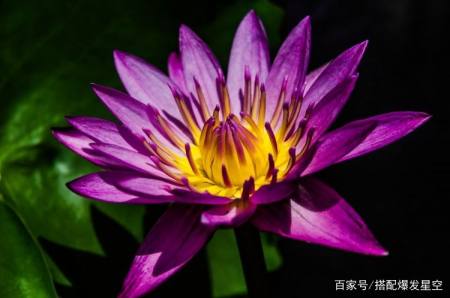 3月下旬期间 木棉花开前缘苏醒 爱情回归 携手共余生的4大星座 3月下旬期间 木棉花开前缘苏醒 爱情回归 携手共余生的4大星座