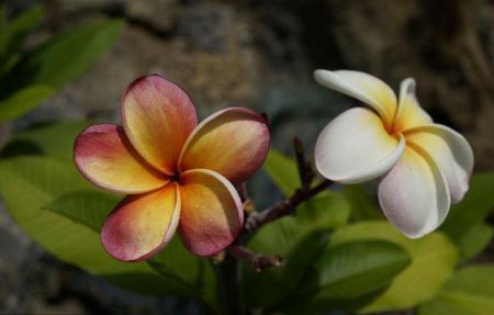 什么花的花语是厌世(什么花的花语是讨厌你)