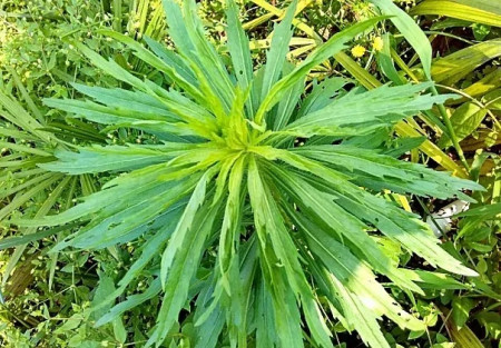 农村一种野草,农民很讨厌,却是极品中草药,止血效果非常好