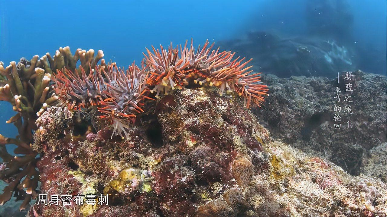 蔚蓝 全身密布毒刺的海星可毁坏整片珊瑚 法螺却不怕死要吃它