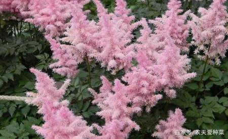 如果我有小院 就种此 耐阴花 开花似朦胧云雾 从夏开到秋