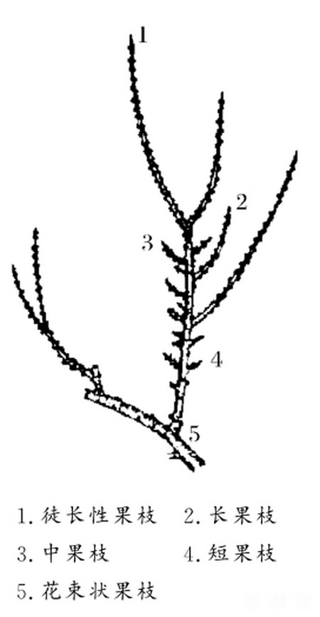 李子苗的枝條是分為哪幾種呢?英英李子園為您解疑答惑!