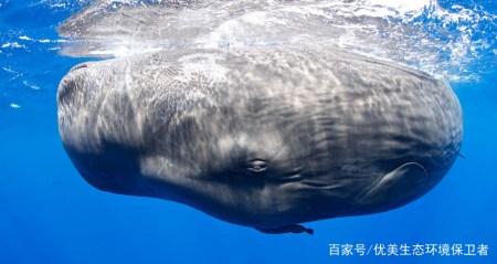 抹香鯨是比虎鯨還要大的齒鯨,它是否有天敵呢?