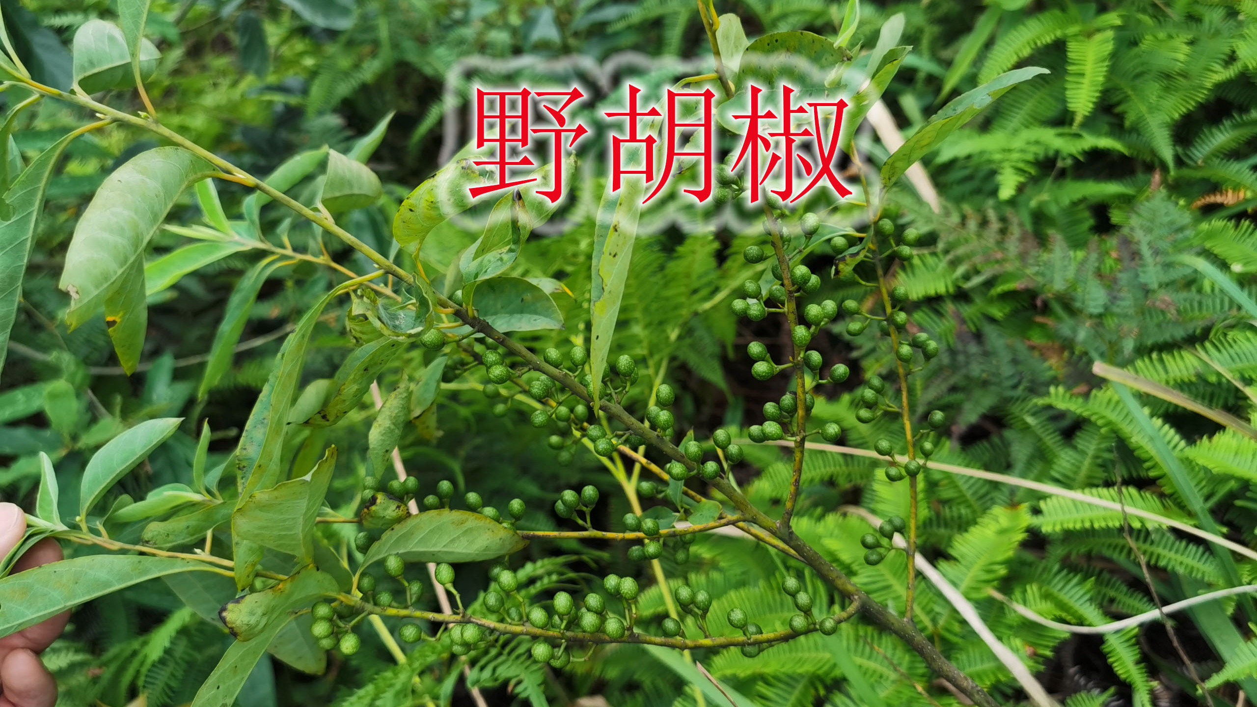 天然驅蚊植物