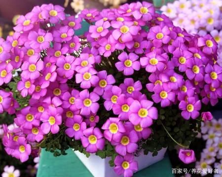 一种小草花 便宜又好养 春天养几盆 开花一簇簇 清雅又可爱 一种小草花 便宜又好养 春天养几盆 开花一簇簇 清雅又可爱