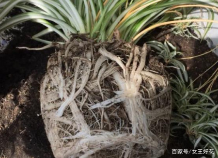 在给植物换盆土的前期准备工作中 可以利用哪些东西充当土壤