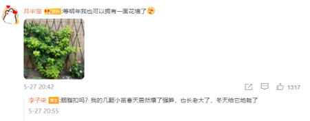 国货月季胭脂扣 优点多多开花强 难怪李子柒都说好 国货月季胭脂扣 优点多多开花强 难怪李子柒都说好