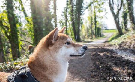 一般情况 柴犬最大能长多少斤