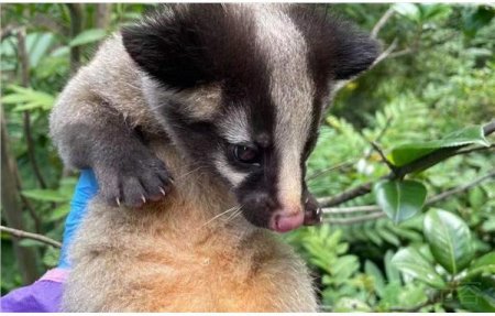 上海動物園鄉土區新生果子狸完成驅蟲工作