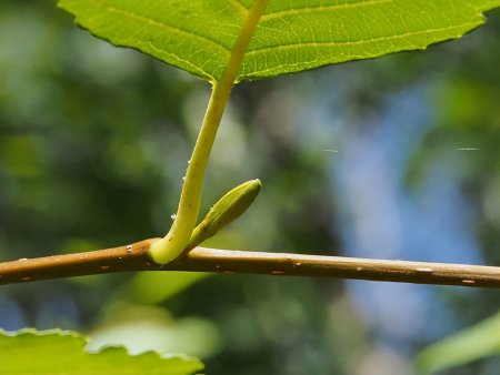 一葉知秋——向死而生的脫離區,以及硬核的脫離機制