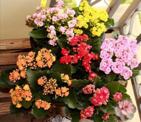 10月养长寿花 注意4件事不能做 否则花期难开花 10月养长寿花 注意4件事不能做 否则花期难开花