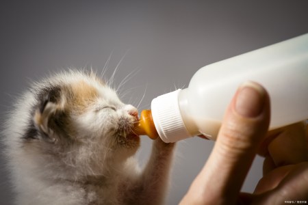 猫咪羊奶粉比例怎么冲