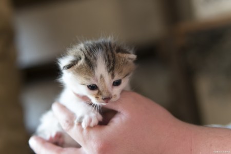 小奶猫吃什么食物？