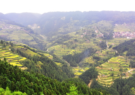 锦屏县固本乡:稻鱼双收庆丰年