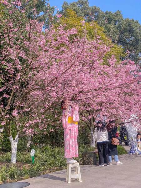 重庆第一波樱花开了,目前正是最佳赏花期,春季赏花好去处