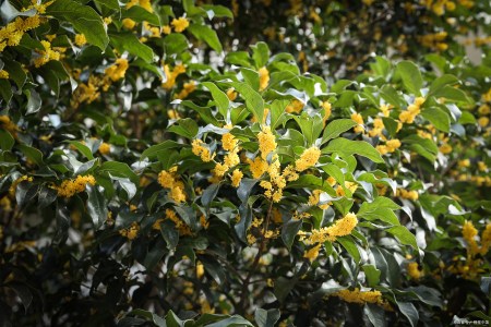 金秋桂花美詩三首:枝生無限月,花滿自然秋