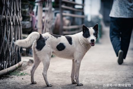 土狗的3個特點,市面上品種狗加起來都比不過人家