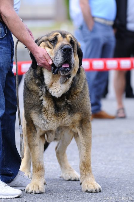 一些西班牙學作為伴侶犬,他們不需要大量的