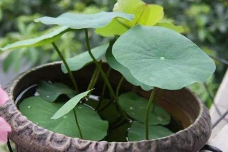 盆栽碗莲的种植方法，记住3步，花大叶美，花期更长(碗莲盆栽图片欣赏)