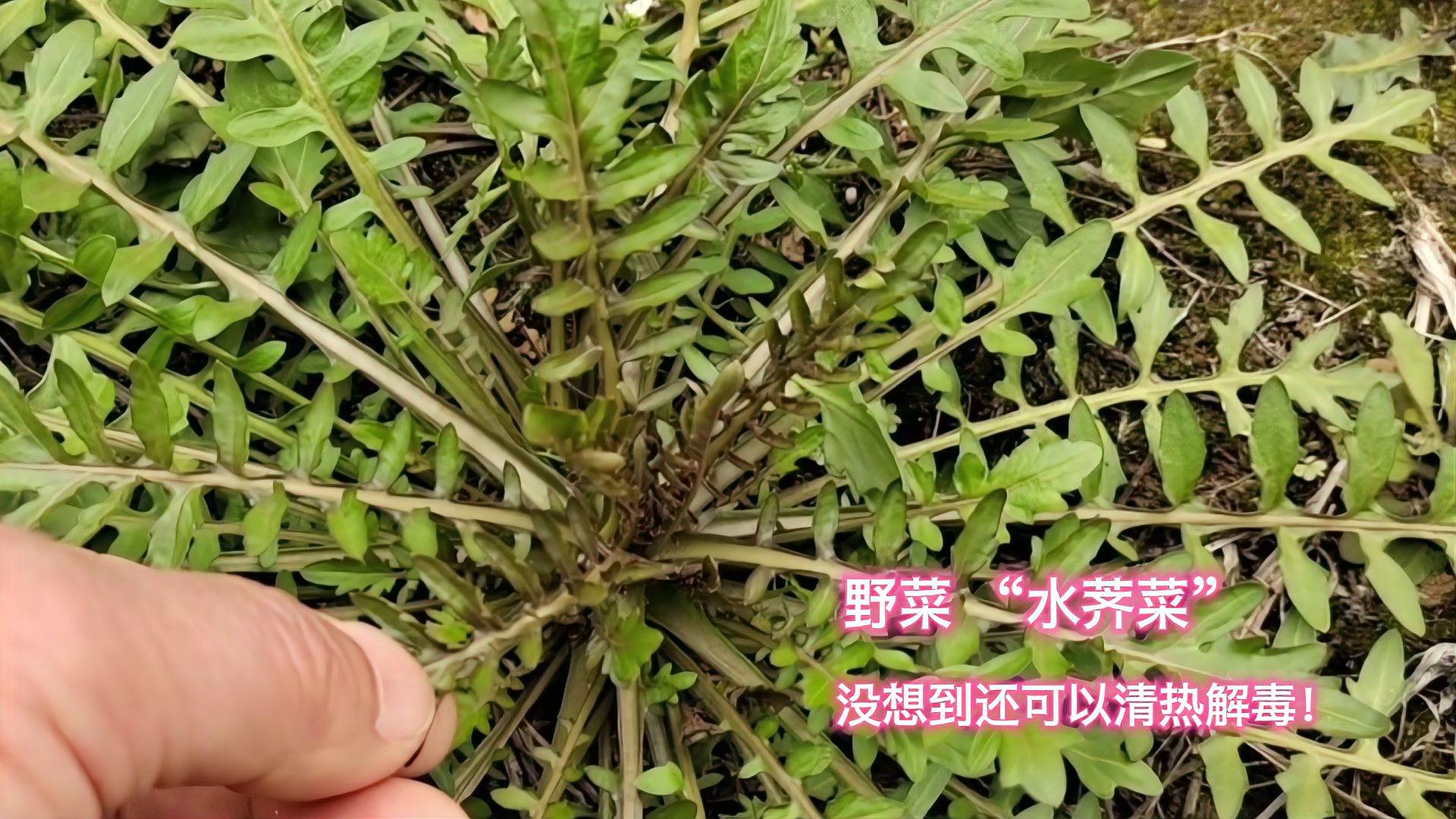 植物科普:野菜 