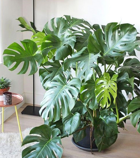 3种耐阴植物,适合养在室内,叶色碧绿有光泽,大气又好养