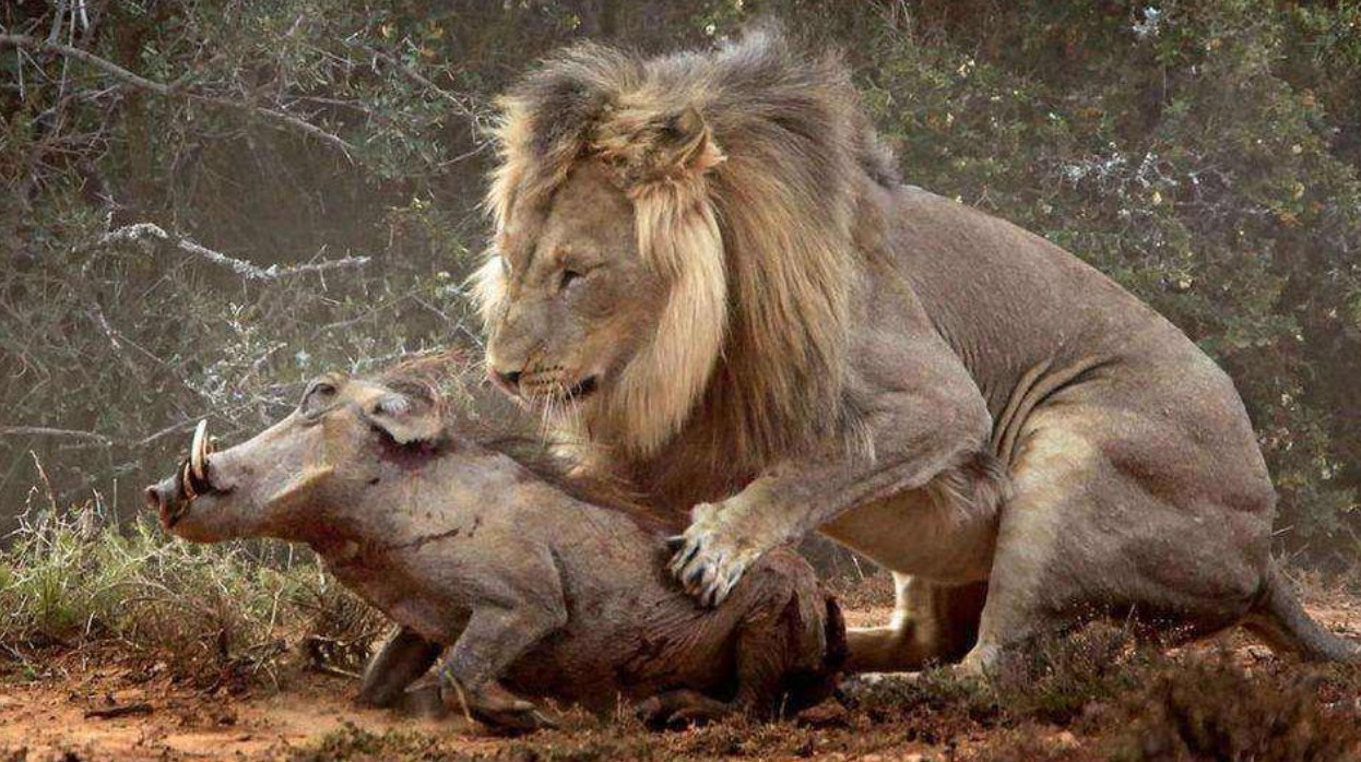 疣猪反杀狮子图片