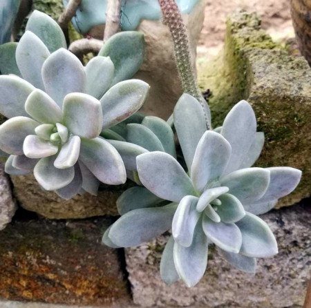 多肉冬美人和胧月的区别