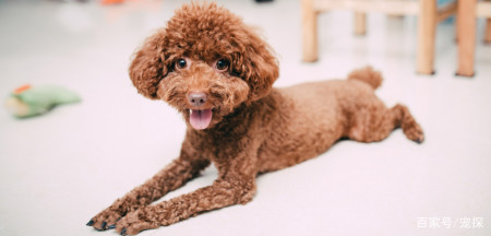 失格犬是什么意思?