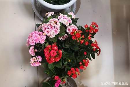 联系嫁接技巧 用长寿花嫁接玉树 春天伤口愈合开 1树开多花 联系嫁接技巧 用长寿花嫁接玉树 春天伤口愈合开 1树开多花