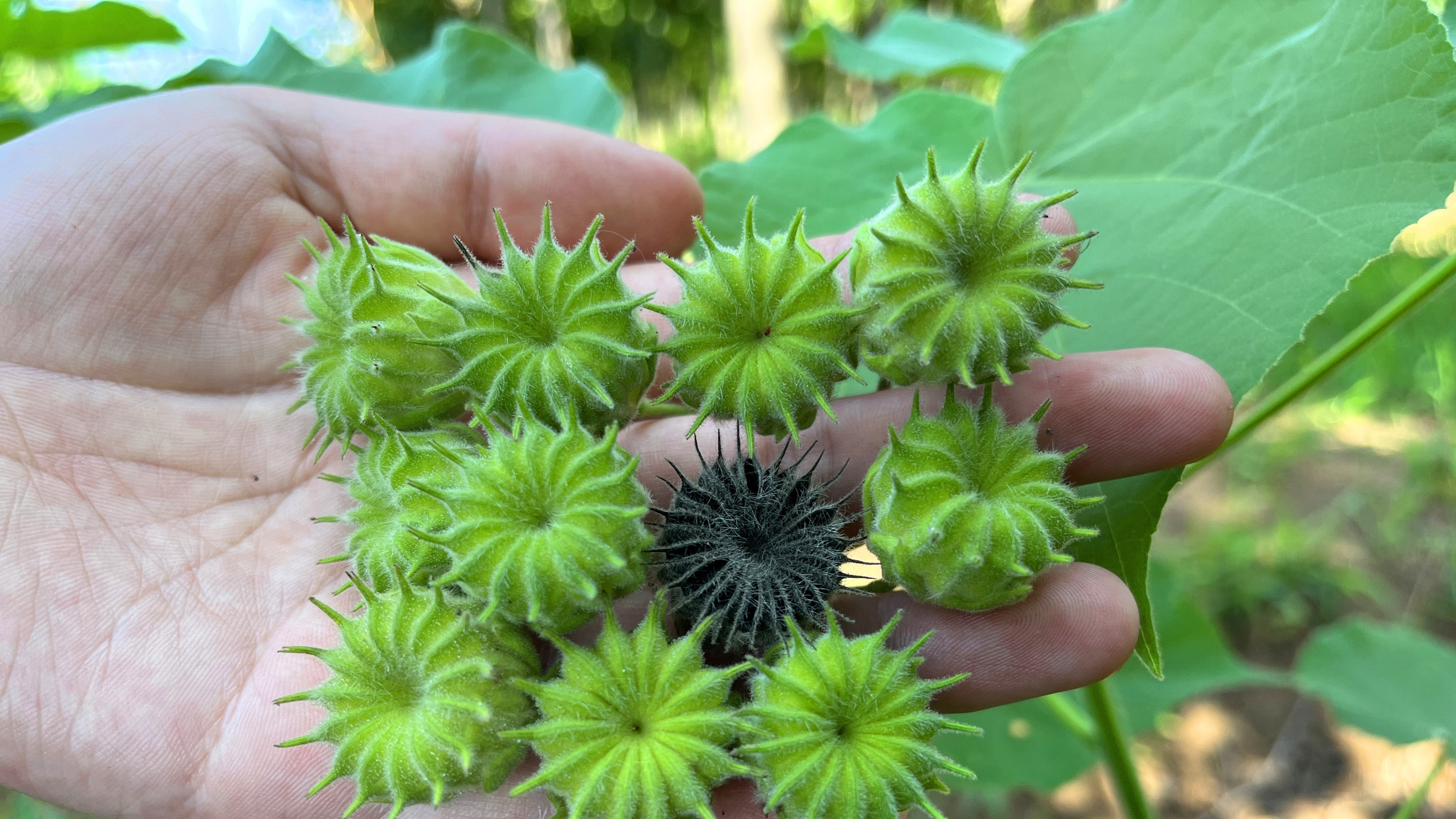 茼麻图片药理作用图片