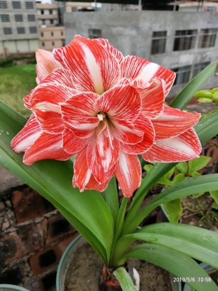 秋天养花选这款 丢土里就能活 花美不输牡丹 盆栽地栽都适宜 秋天养花选这款 丢土里就能活 花美不输牡丹 盆栽地栽都适宜