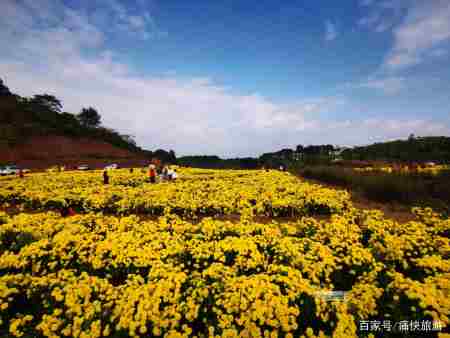 冬日暖阳菊花怒放,自贡青龙湖"颜值"爆表!