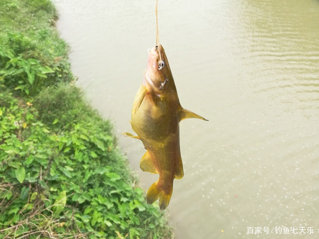 野外垂钓黄辣丁 就地取材 打窝是关键 发窝后过足钓鱼瘾 欧洲杯线上买球 主真欢迎您