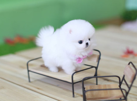 养博美犬 就要被迫 戒掉 的几件事 你戒掉几个呢 养博美犬 就要被迫 戒掉 的几件事 你戒掉几个呢