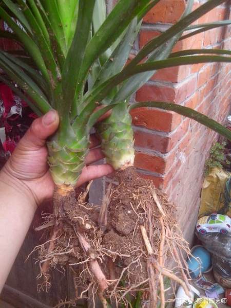 龙血树的扦插方法都在这,说的都是重点